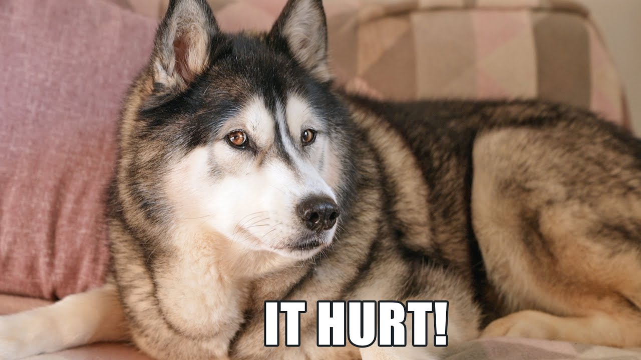 Husky Explains How He HURT Himself & Won’t Get Better!