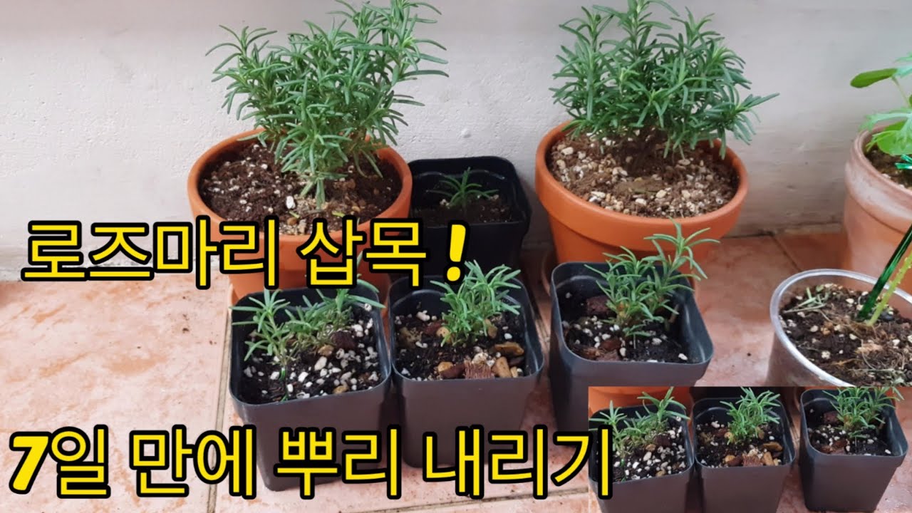 삽목가지에서 7일만에 뿌리 내리기! , 공중뿌리, 삽목시 꼭 알아야할 포인트 !
