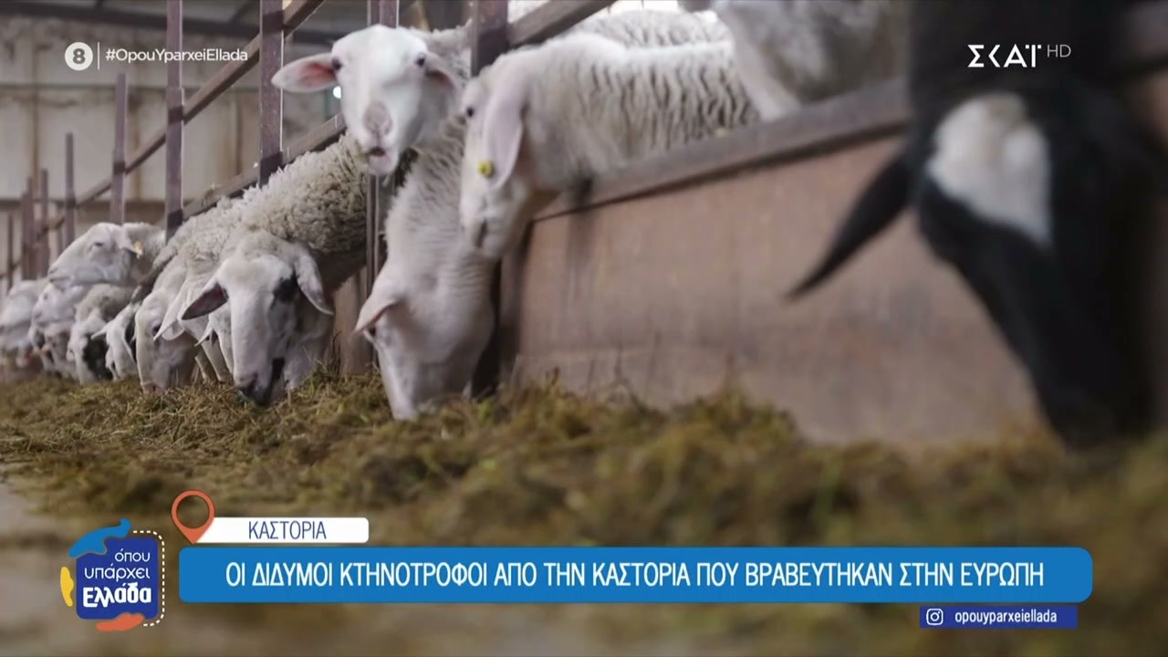 Οι δίδυμοι κτηνοτρόφοι από την Καστοριά που βραβεύτηκαν στην Ευρώπη | Όπου Υπάρχει Ελλάδα