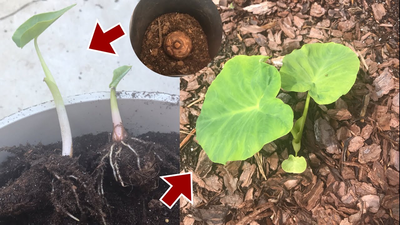 How To Wake Up Elephant Ear Bulbs | Grow In Containers & In Ground
