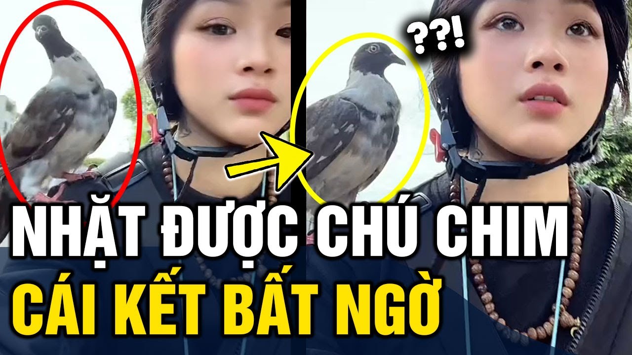 Nhặt được chú chim bên đường, cô gái đem về 'CƯU MANG' và cái kết 'BẤT NGỜ' | Tin 3 Phút