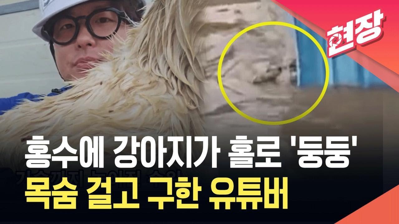 [현장영상] 충남 홍수에 강아지 홀로 &lsquo;둥둥&rsquo;&hellip;목줄 풀어 구했다 / KBS 2025.07.18.