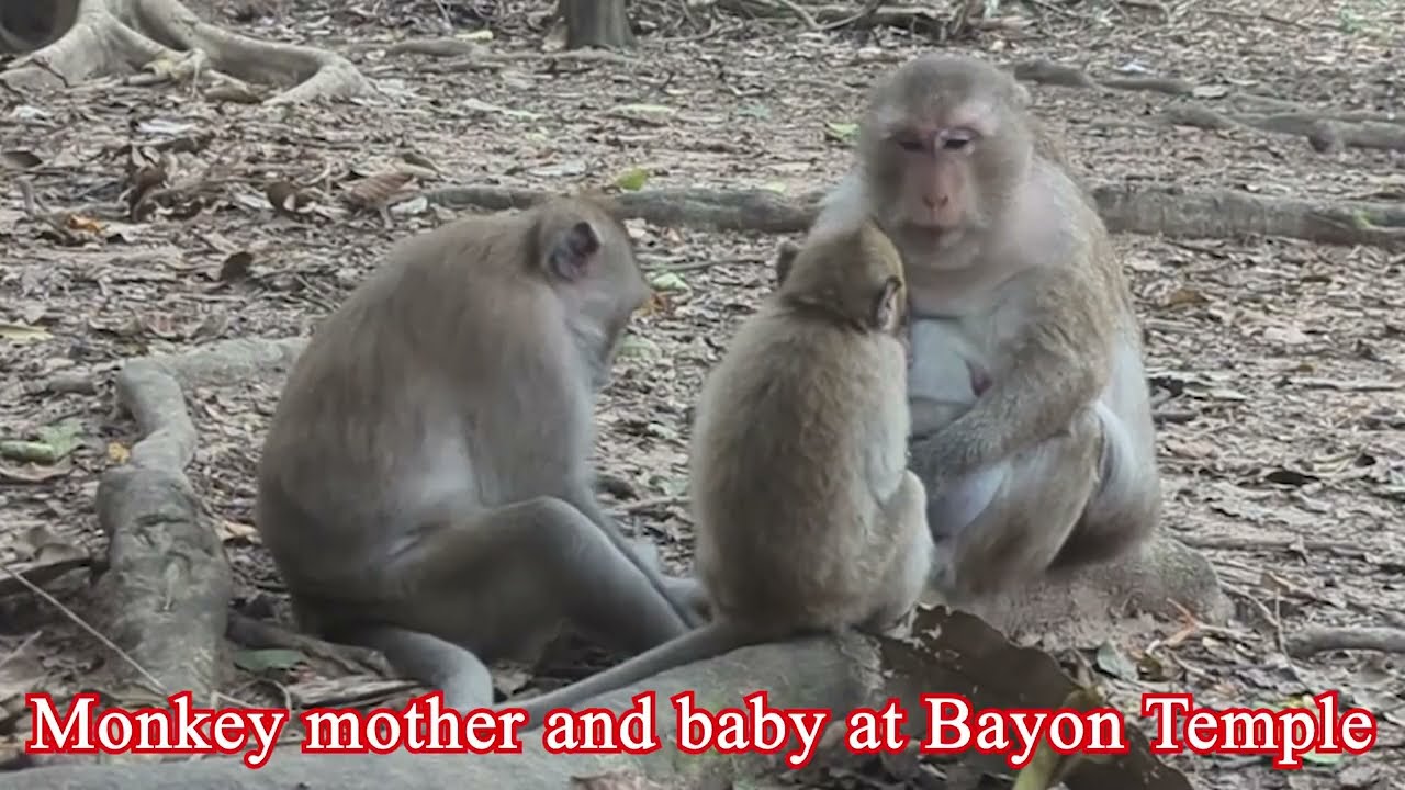 Cute Mother and Baby Monkeys with Fresh Nature