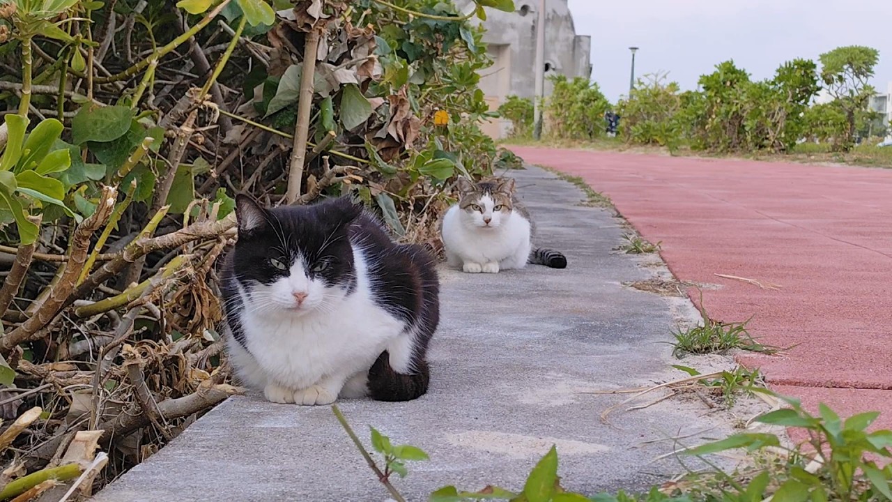2025.12.12 猫巡り ビーチ猫のみなみちゃんの後ろにビーチのおしゃべり猫が