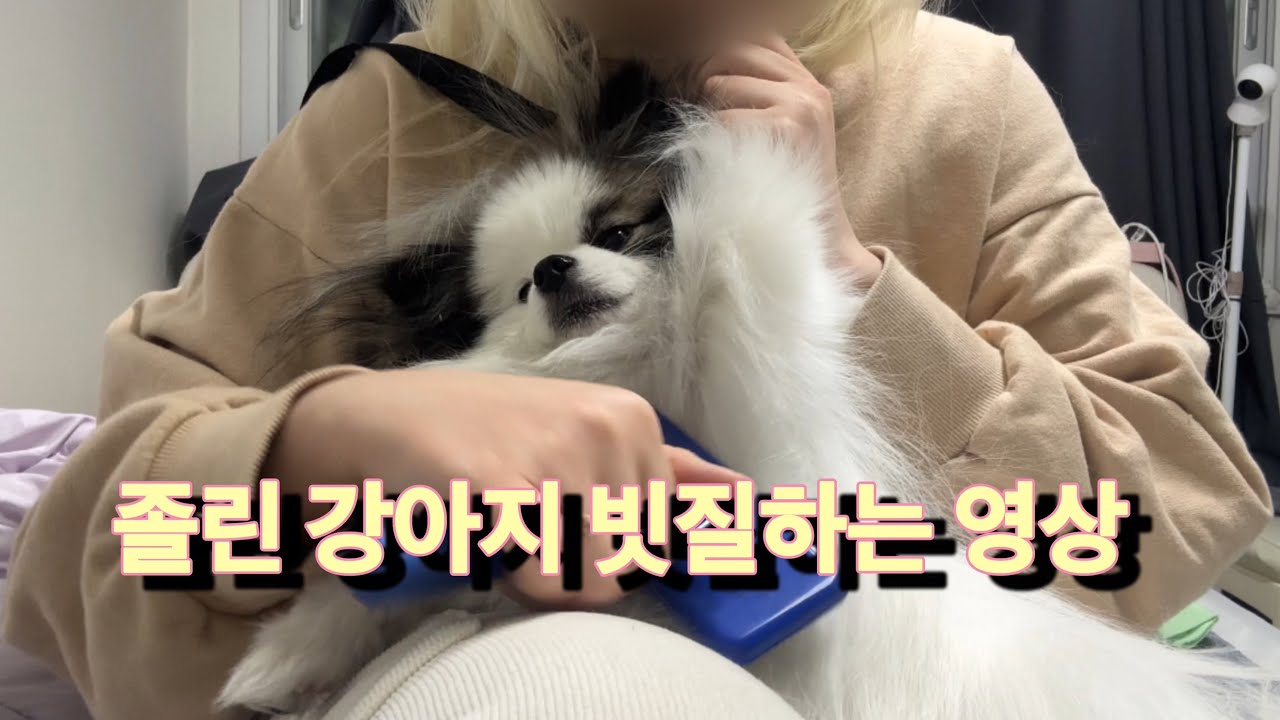 졸린 강아지 빗질하기/강아지그루밍/빗질하기