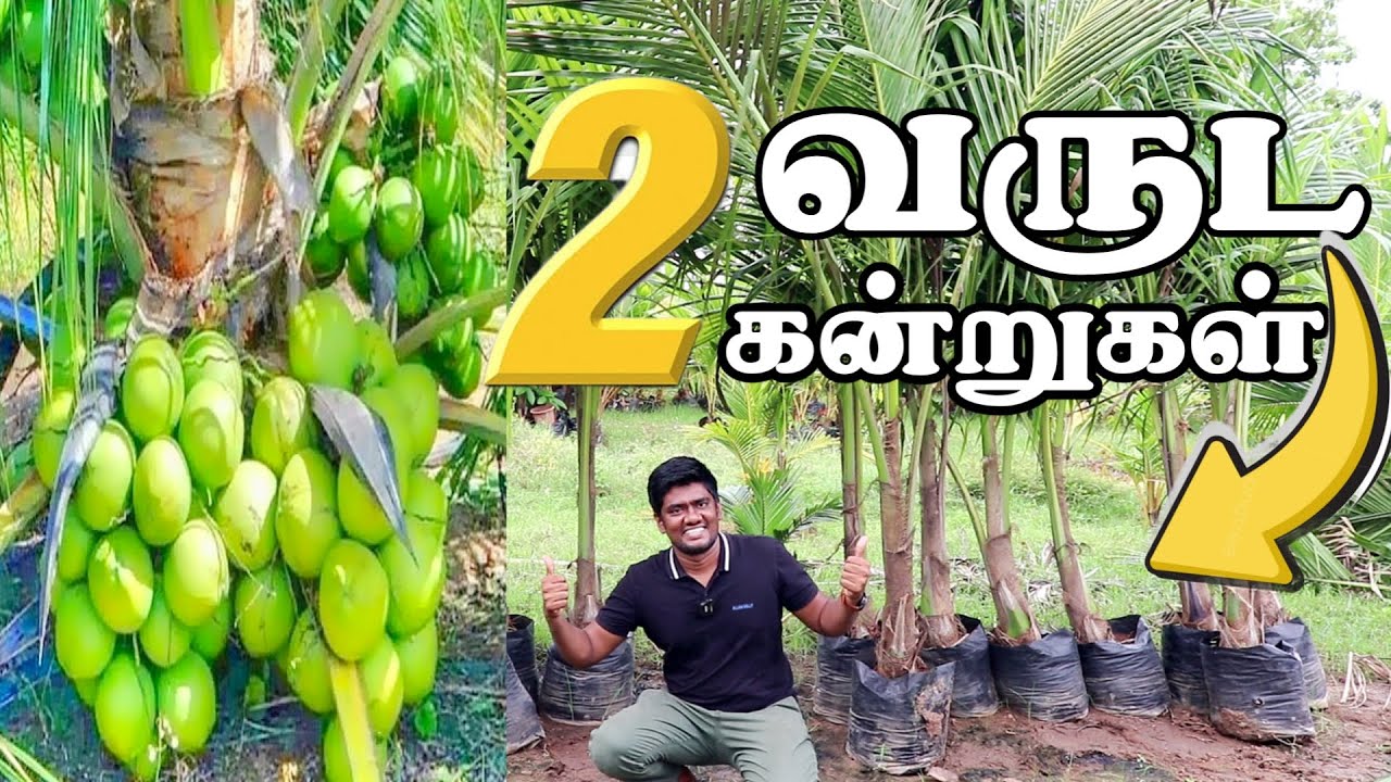 இரண்டு வருடத்தில் காய்க்கும் தென்னை! | இத்தனை வகை மரங்களா!
