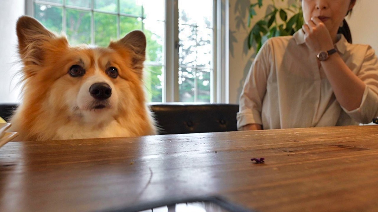 毎日「棒運び」を頑張る犬に『誕生日サプライズ』を用意した結果…
