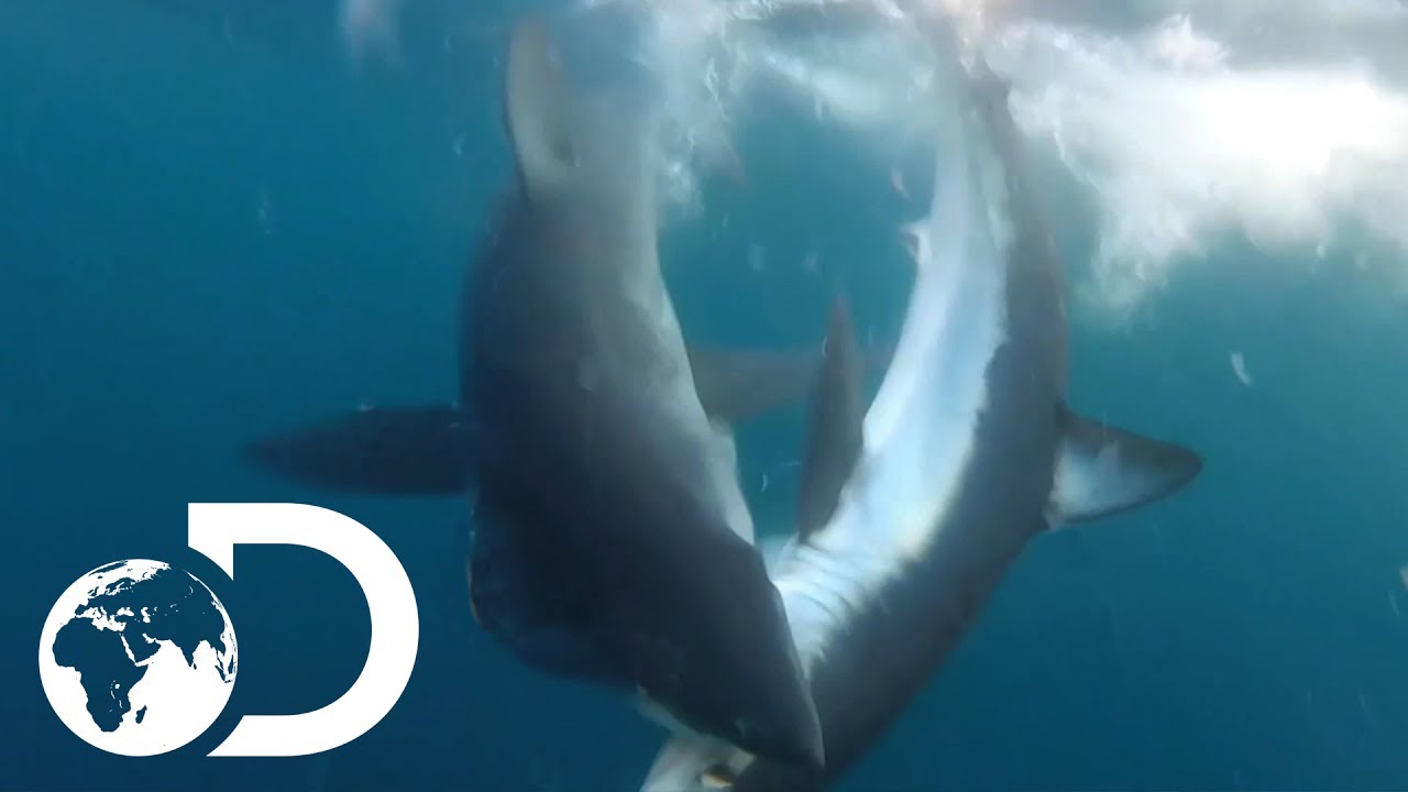 Colliding Currents Draw A Mixed Crowd | Shark Vortex
