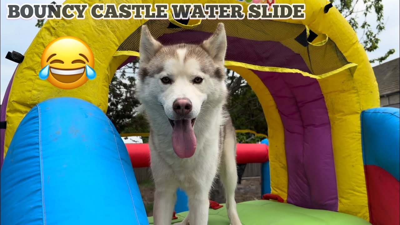 GIANT Husky Puppy & Kids LOVE Their Giant Bouncy Castle WATERSLIDE!💙. Puppy REFUSES TO GET OFF!😂.