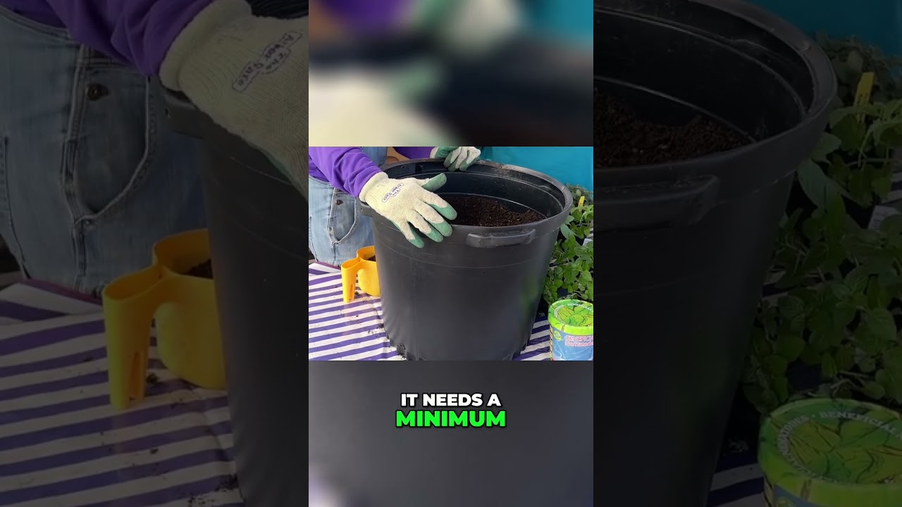 Gardening Tips: 5-Gallon Pot Minimum for Growth