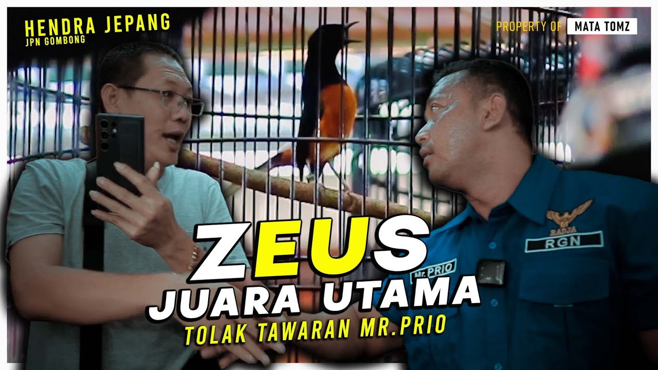 JUARA UTAMA VIKING 3,3 JT | MB ZEUS HENDRA JEPANG JPN GOMBONG
