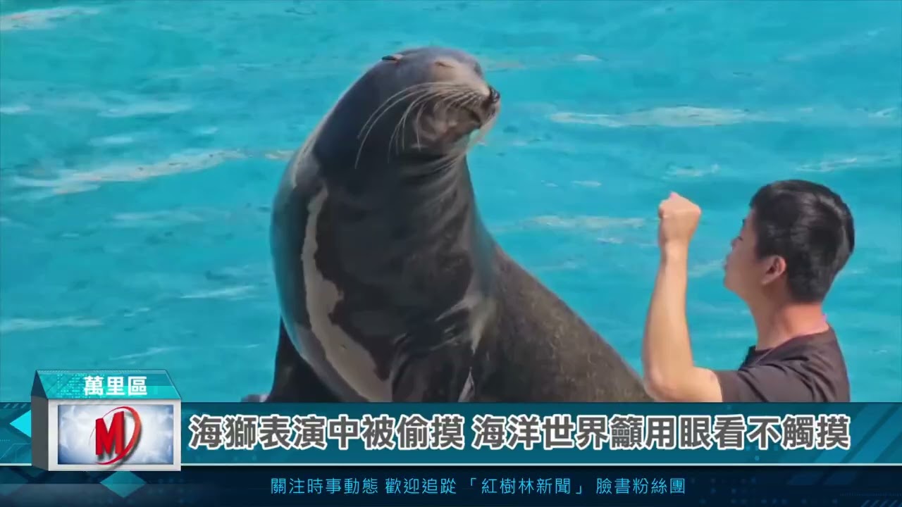 海獅表演中被偷摸 海洋世界籲用眼看不觸摸
