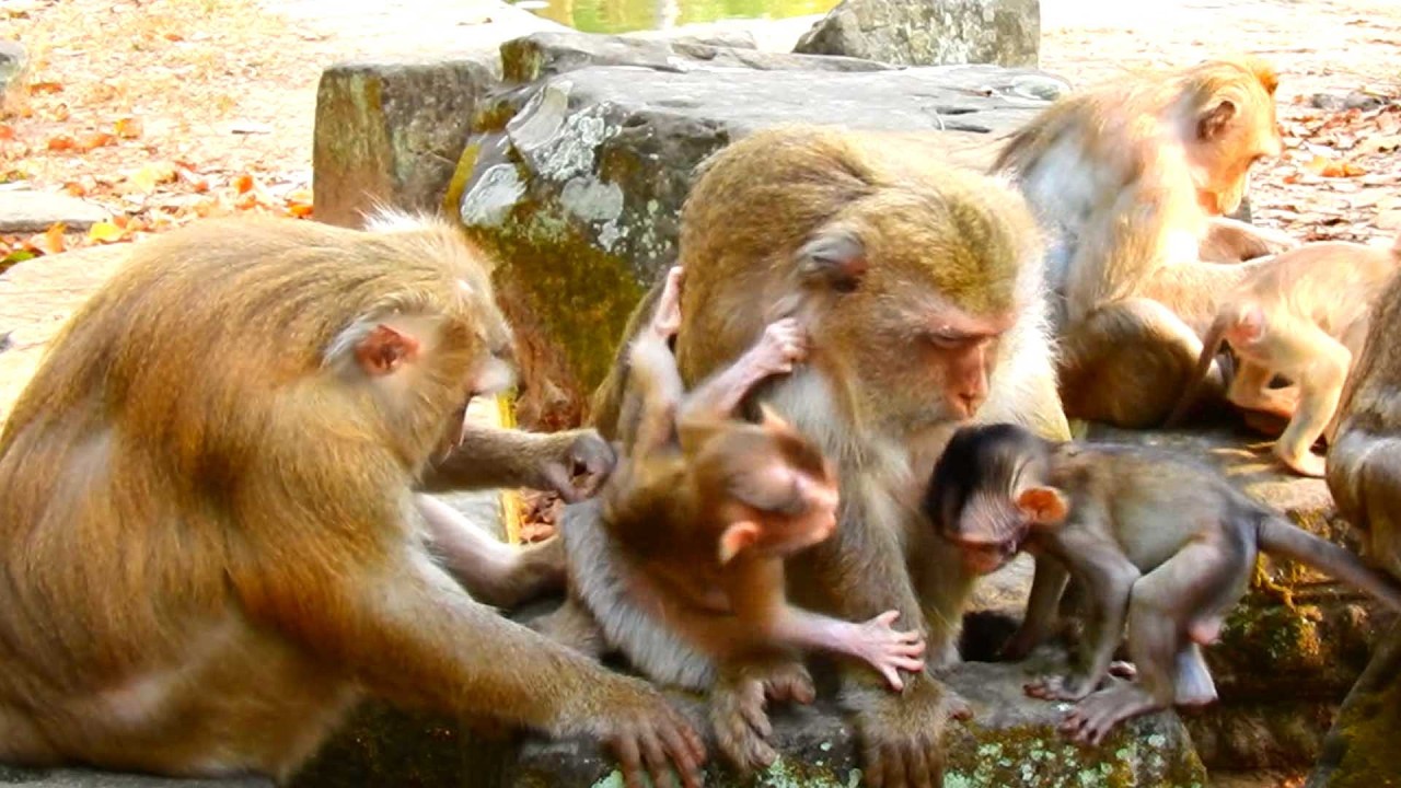 Sweet Baby Primate, Rose loves Brianna's family