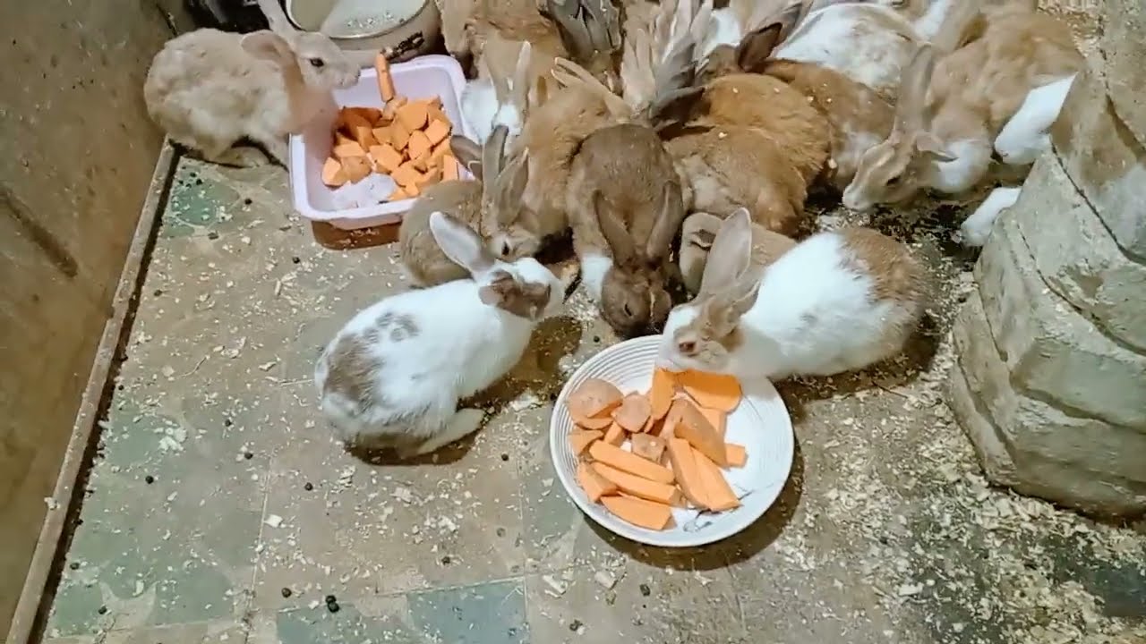 لو عاوزين نتلاشى مشاكل الصيف هاقوليك على كل حاجه ( ارانب بلدى تربيه ارضى)