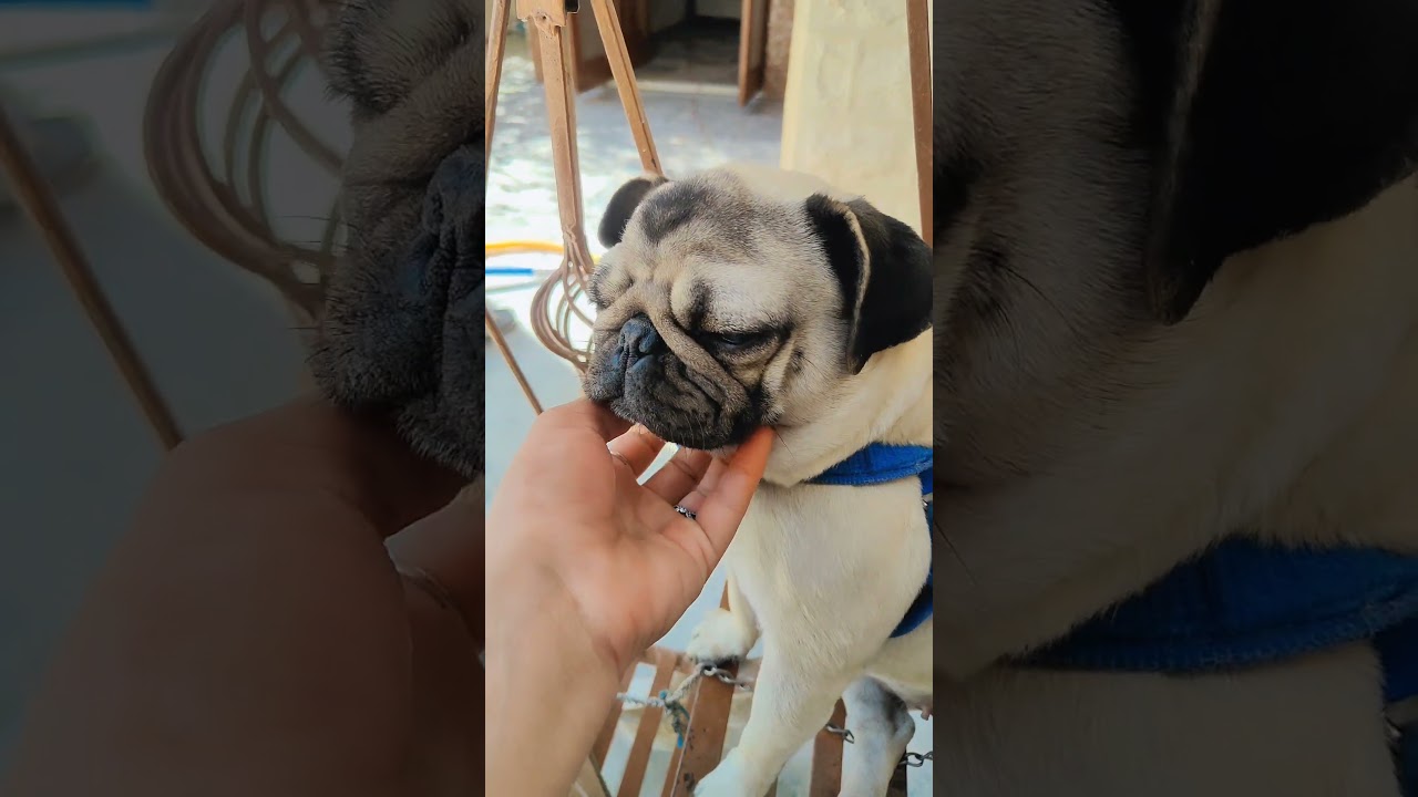 cuteness😍overload 