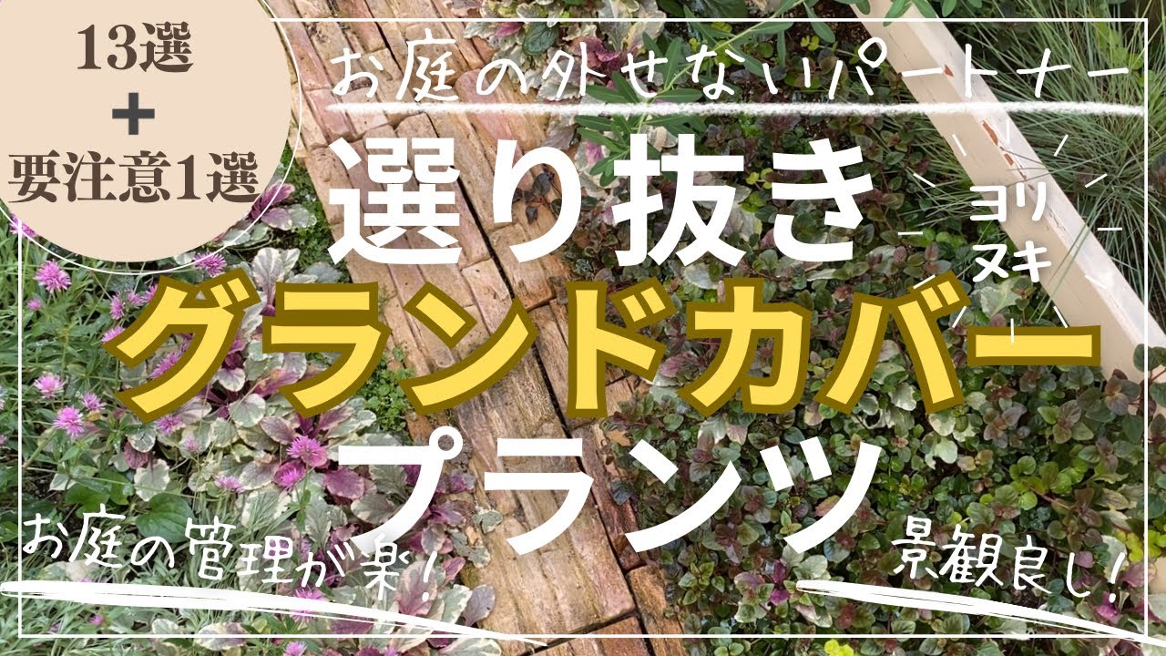 『お庭の困った💦』に、グランドカバープランツを！長く付き合えるグランドカバーを選り抜き！！雑草防止、隙間埋め、景観美化◎