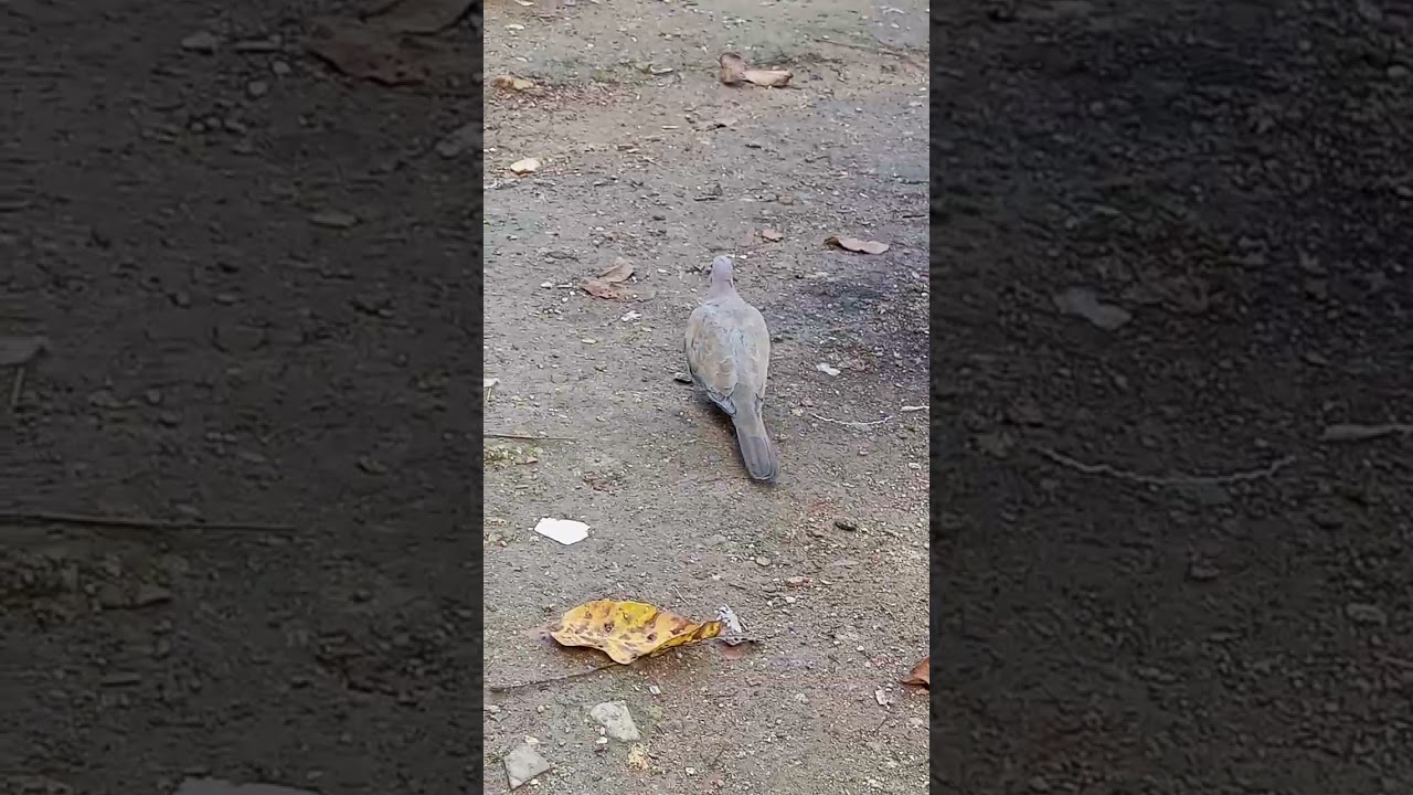 Arap ayna kuyruk ailesi 🕊️
