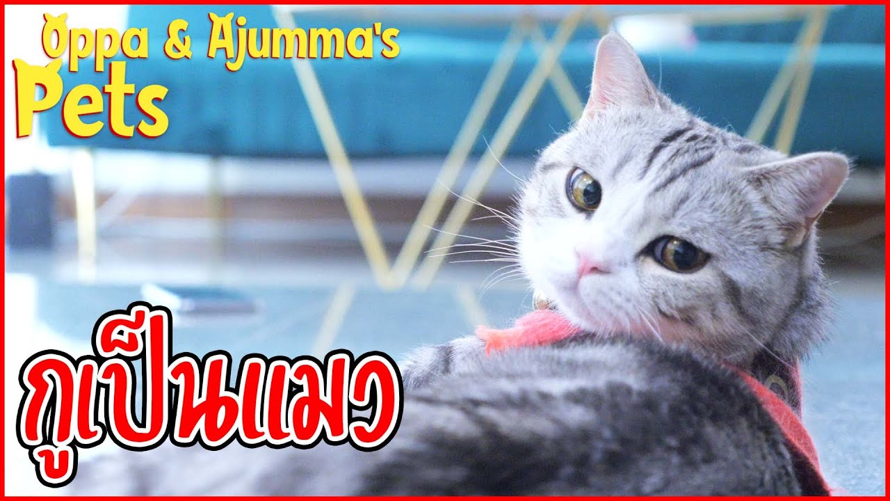 กรูเป็นแมว! | Oppa & Ajumma's Pets