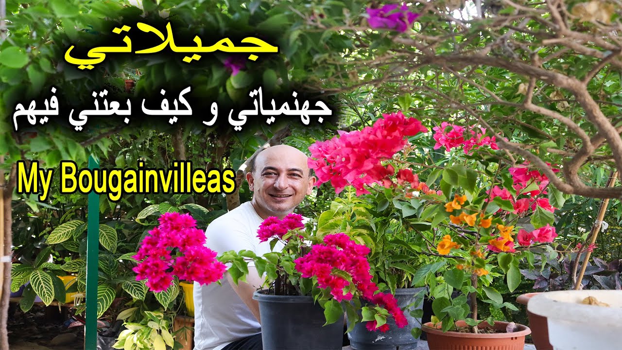 العناية بشجرة الجهنمية  للحصول على إزهار دائم My Bougainvilleas