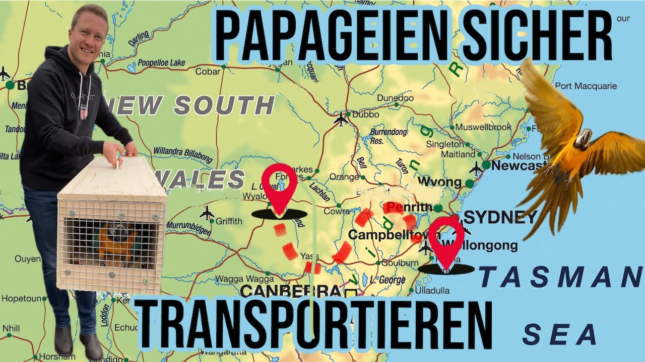 Dein Papagei - Papageien sicher transportieren