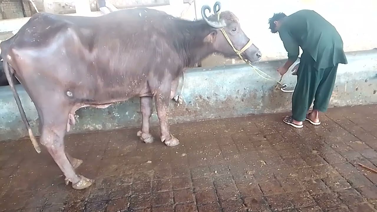 Buffalo food time best treatment 