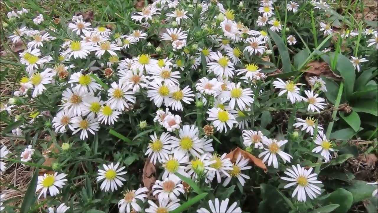 HEATH ASTER in my garden  -  @CEGNatives