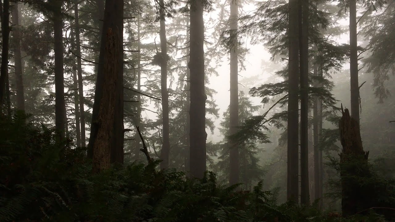 Cummins Creek Trail