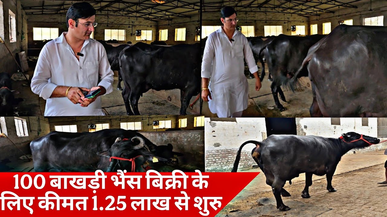 100 बाखड़ी मुर्राह भैंस बिक्री के लिए उपलब्ध कीमत 1.25 लाख से शुरु रणदीप मलिक डेयरी फार्म खाड़ा खेड़ी