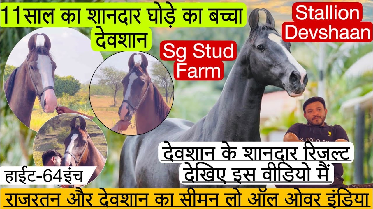 देखिए देवशान घोड़े के बेहतरीन रिजल्ट और राजरतन और देवशान का सीमन मिलेगा ऑल इंडिया !