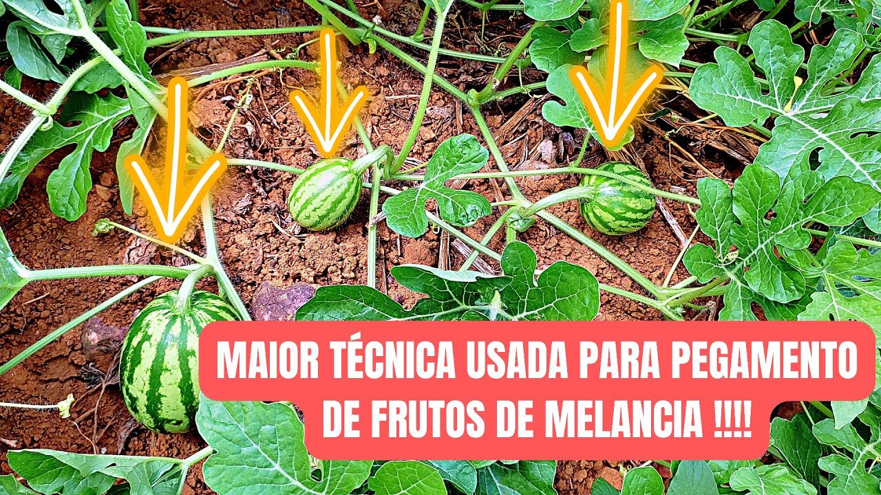 Tenha muitos frutos com essa técnica - prof. Caio Santos