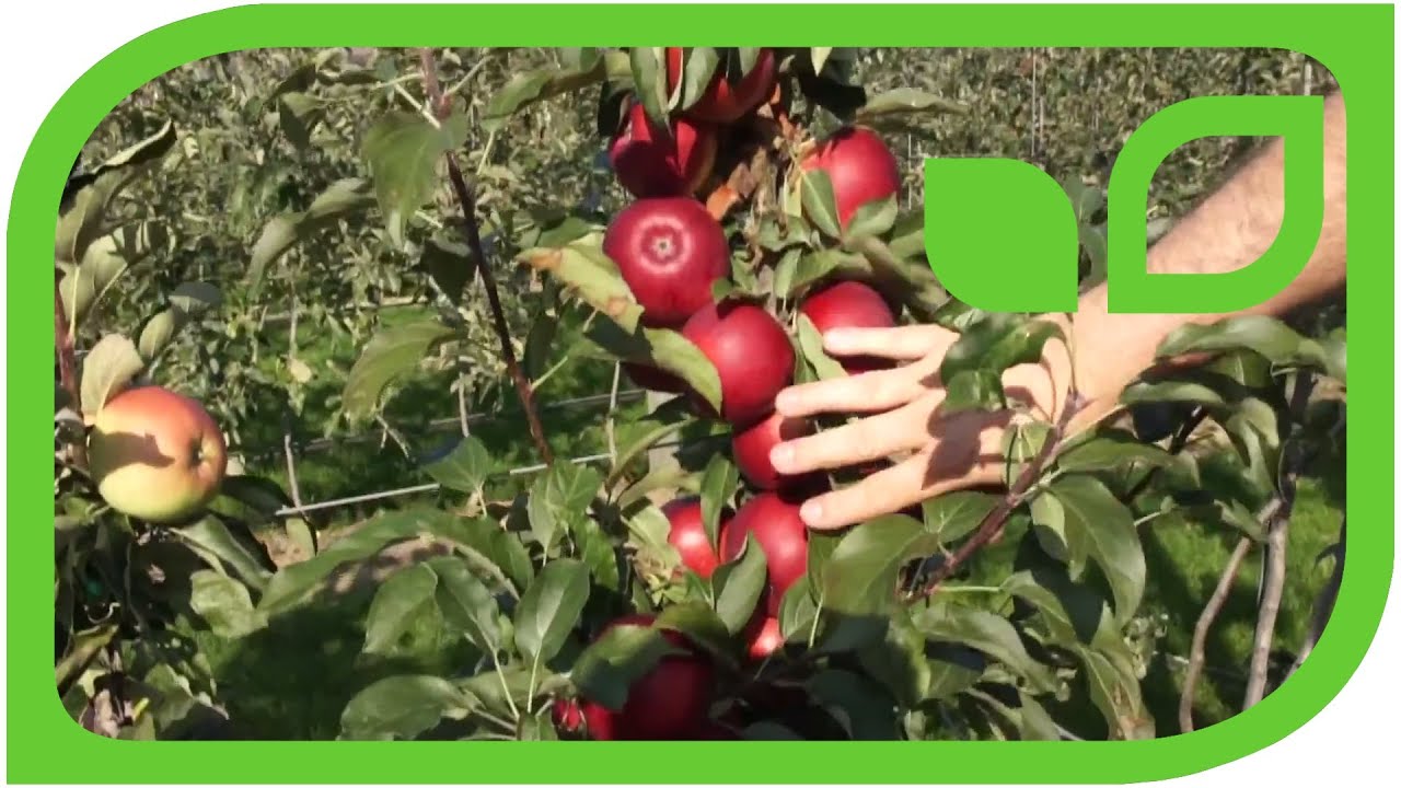 Der Säulenapfel Malini Dulcessa (Säulenbaum)