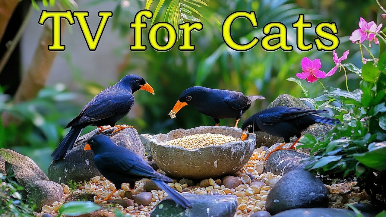 Cat TV ~ Birds Coming and Going Videos for Cats to Watch ⭐
