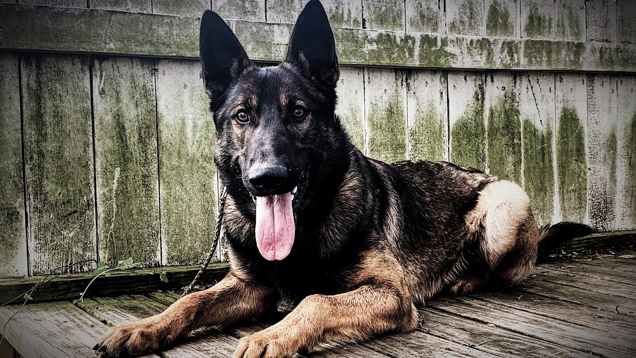 EXCLUSIVE INTERVIEW - BUTCH CAPPEL - CAPPEL CANINE - WESTERN SHEPHERD - K9 PRO SPORTS