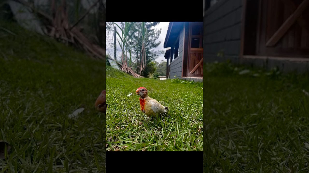 Rosela Lutina Mansa #birds #passaros #parrot #avesmansas