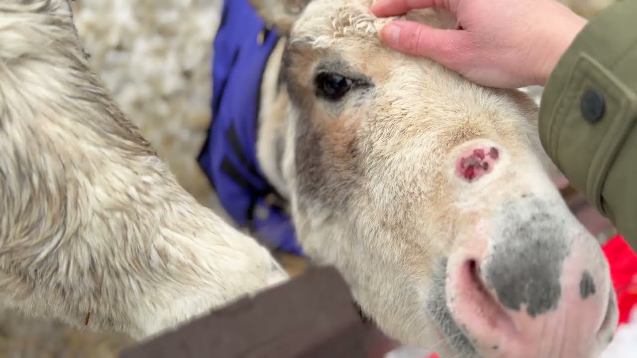 Equine Rescue Chores | Behind The Scenes