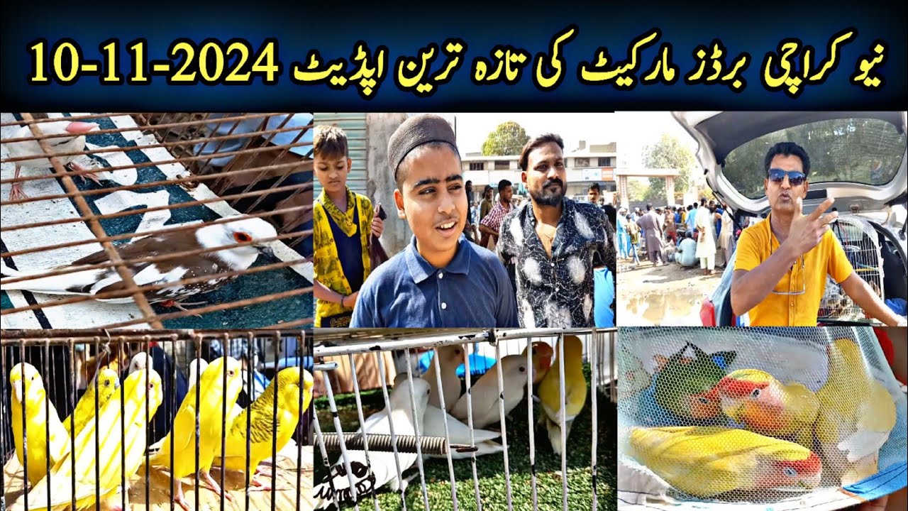 New Karachi Birds Market Sector 5-F Sunday 10-11-2024|Sunday Bird Market Karachi|Global Birds Lovers