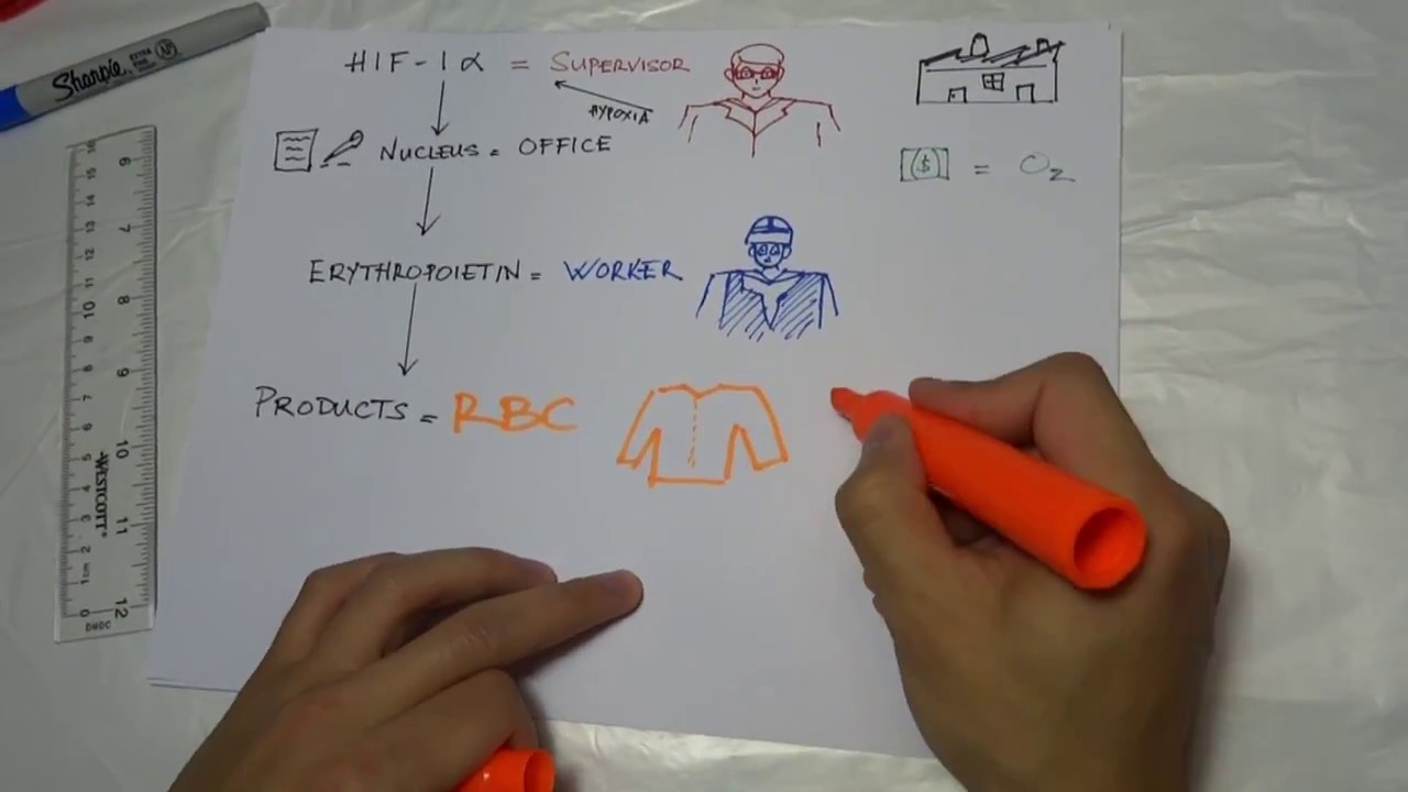 HIF-1alpha Protein: The Next Elixir of Life?