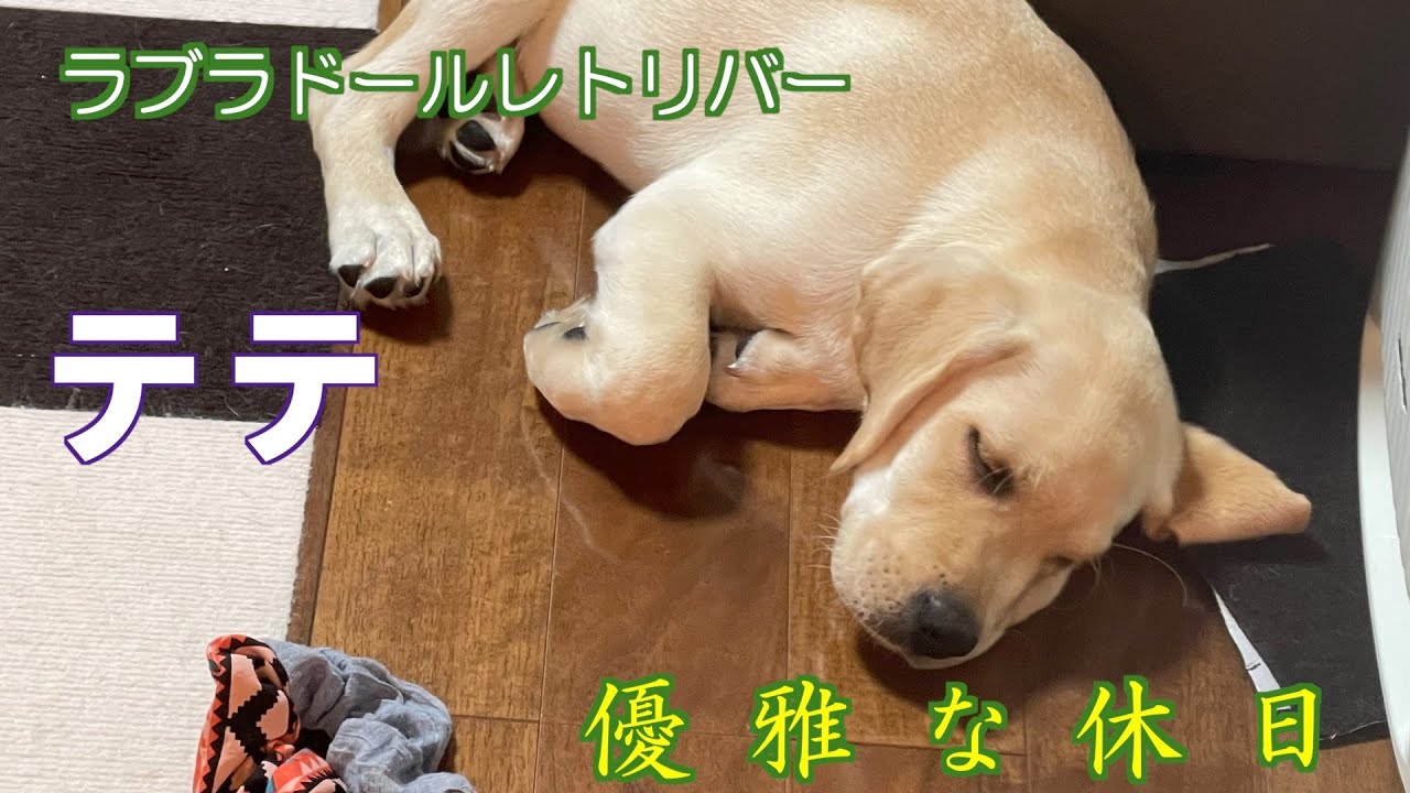 ラブラドールレトリバーのテテ。優雅な休日。