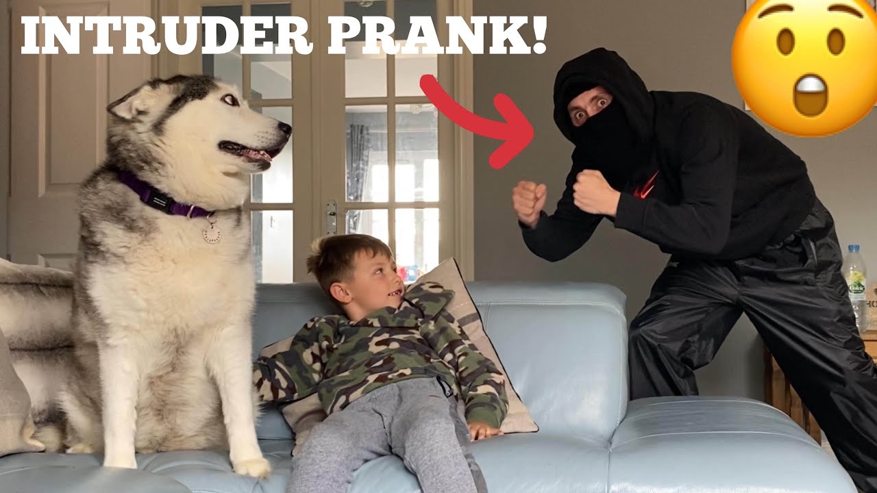 Will My Huskies Protect My Kids From Intruder Prank!! [BEST REACTION EVERR!!]