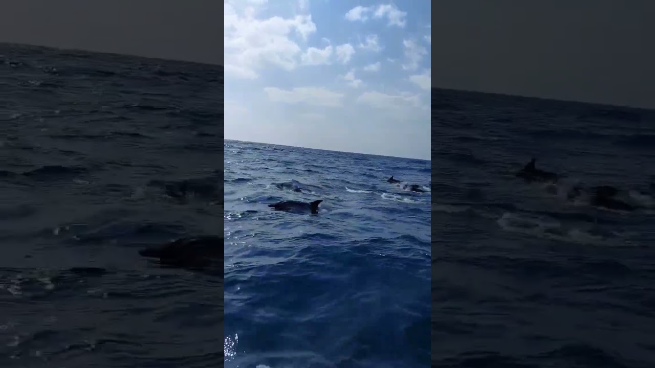 Dolphins leading us the way!🐬 Magical moments on board😍