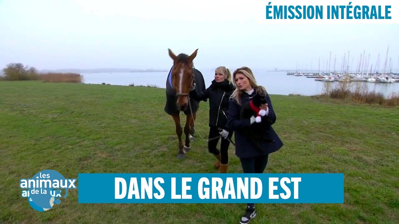 Les Animaux de la 8 dans le Grand Est - Émission intégrale