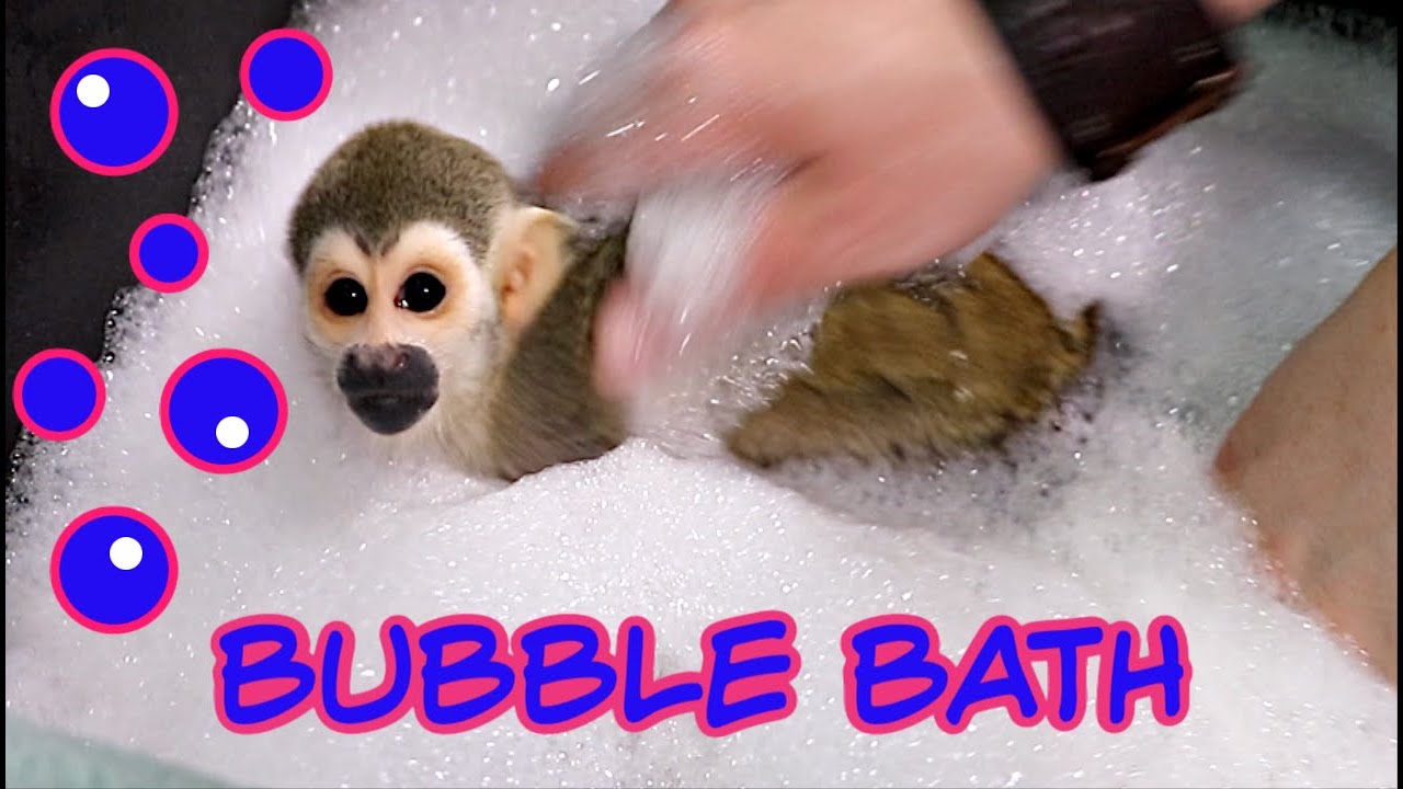 Baby Monkey oLLie Friday Bath Time & Fun! (CUTE)