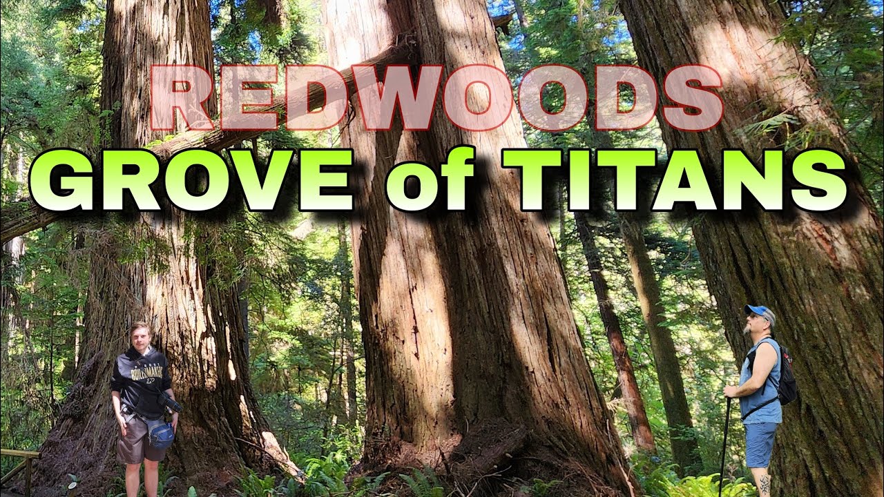 Grove of Titans | Jedediah Smith Redwoods State Park