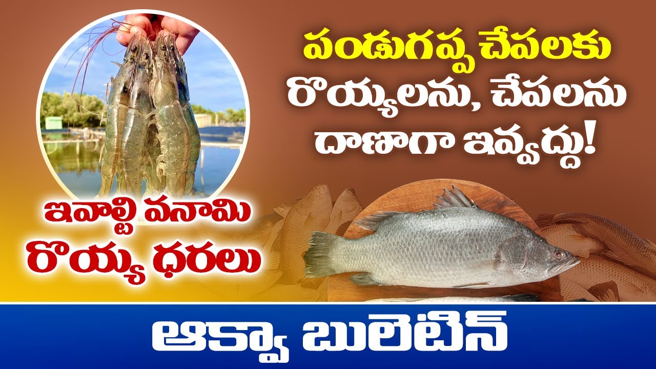 Pandugappa fish farming in telugu | Vannamei shrimp fariming tips in winter season