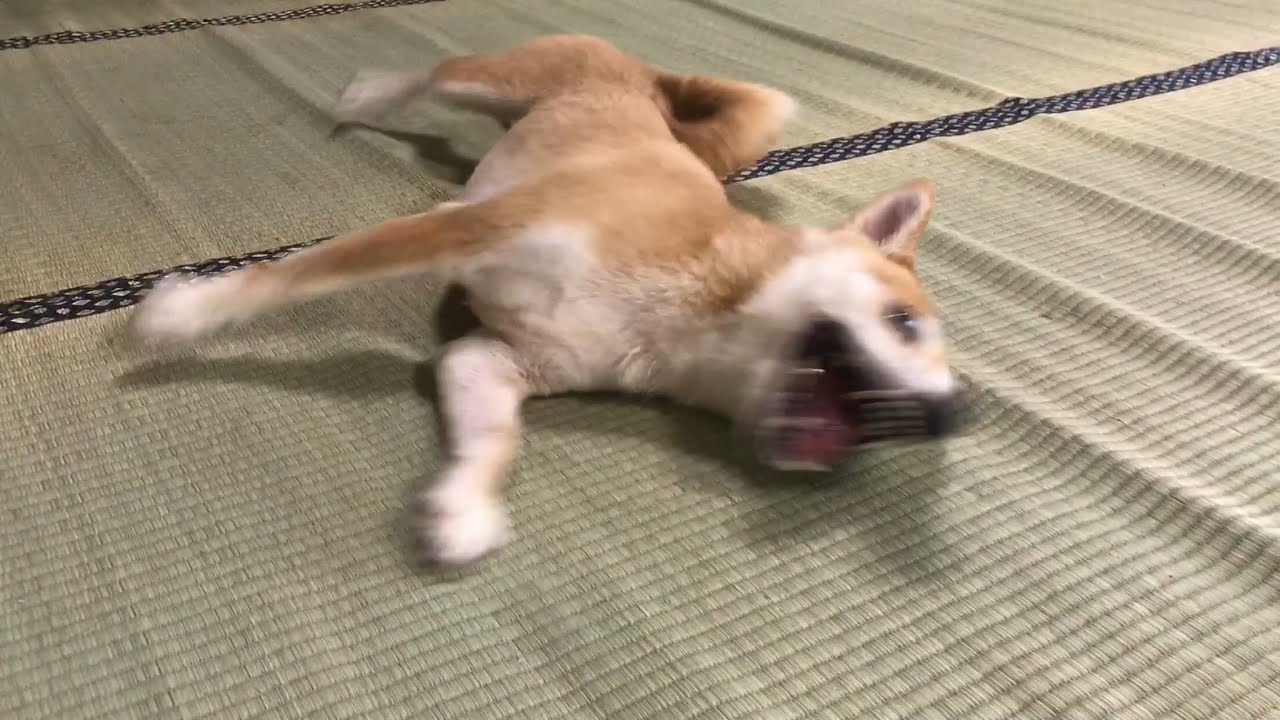 大嫌いなお風呂に入れられて荒ぶる柴犬 Angry dog after a bath