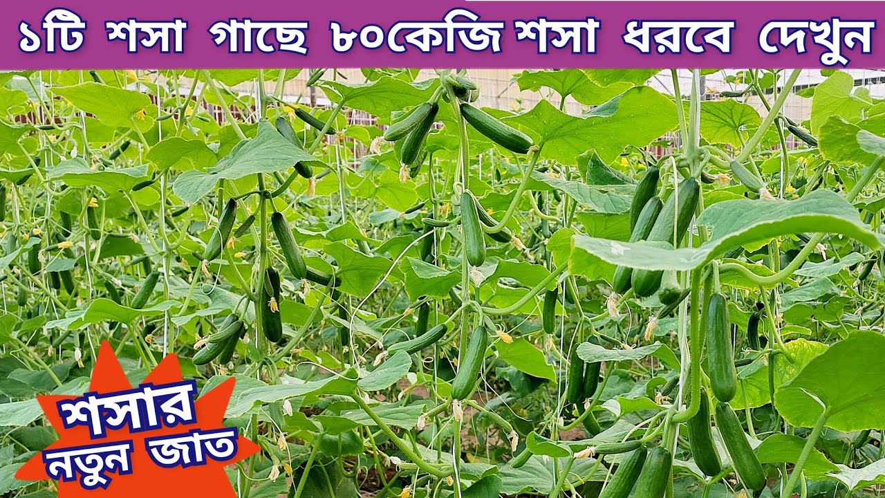 শসা চাষ - ১টি শসা গাছে ৮০কেজি শসা ধরবে দেখুন | শসার নতুন জাত |Cucumber Cultivation|Mehedi AGRI VLOG