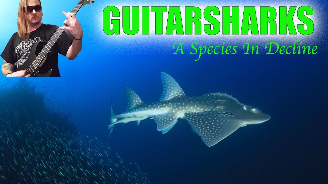 GUITARFISH: РОК-ЗВЕЗДЫ ОКЕАНА ПОДВЕРГАЮТСЯ КРАЙНЕМУ ВЫМЫШЛЕНИЮ