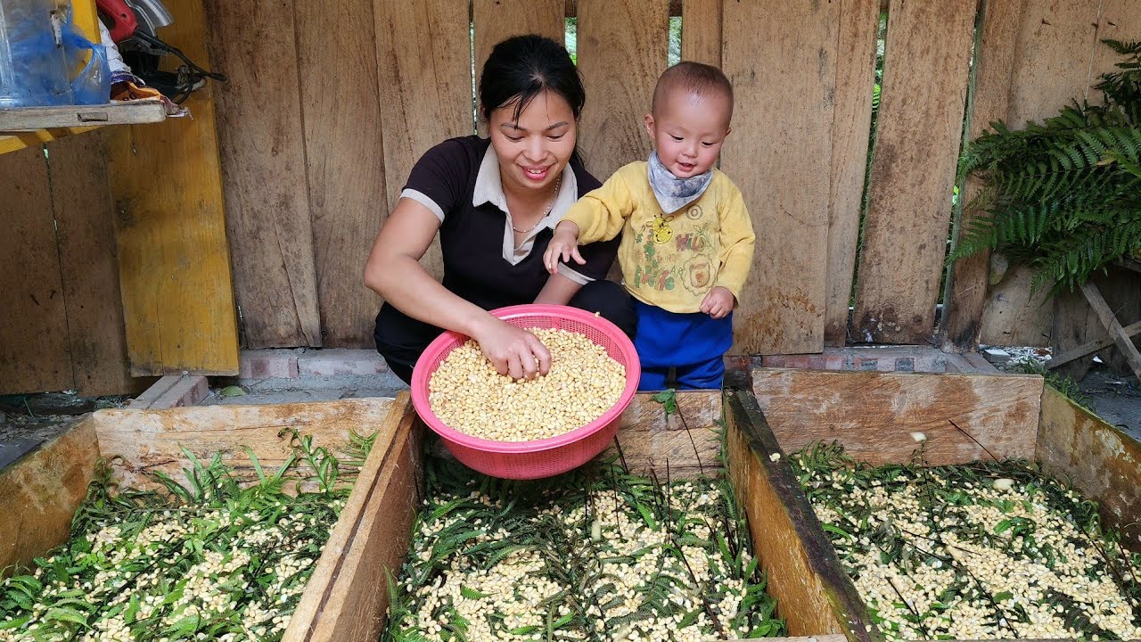 How to make clean bean sprouts at home and harvest cabbage to sell at the market