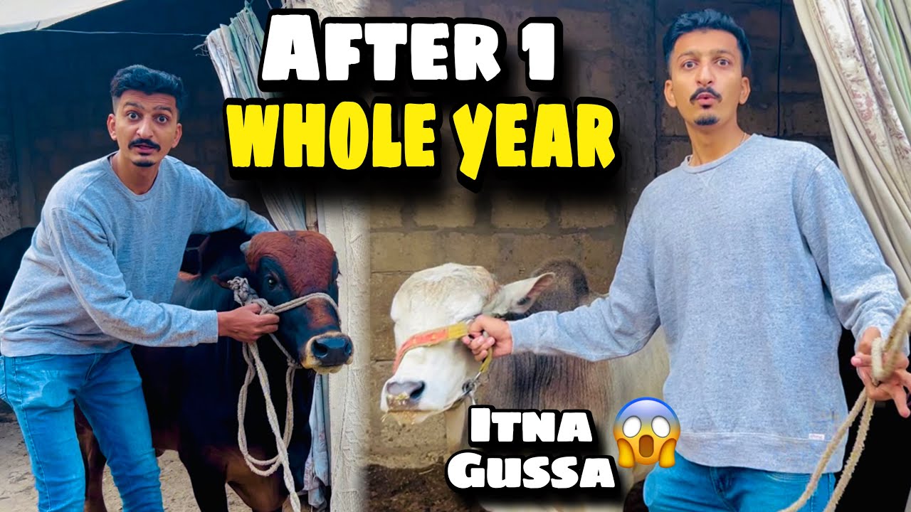 Meri Cow Ne Mujh Par Attack Kar Diya 😱 After 1 Year | Angry Cow😳