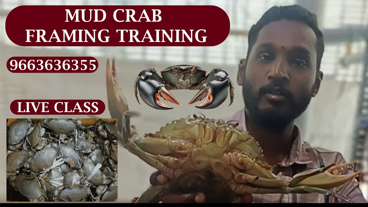 Crab Farming Business Training Telugu Tamil Kannada Hindi English Call for Training 9663636355